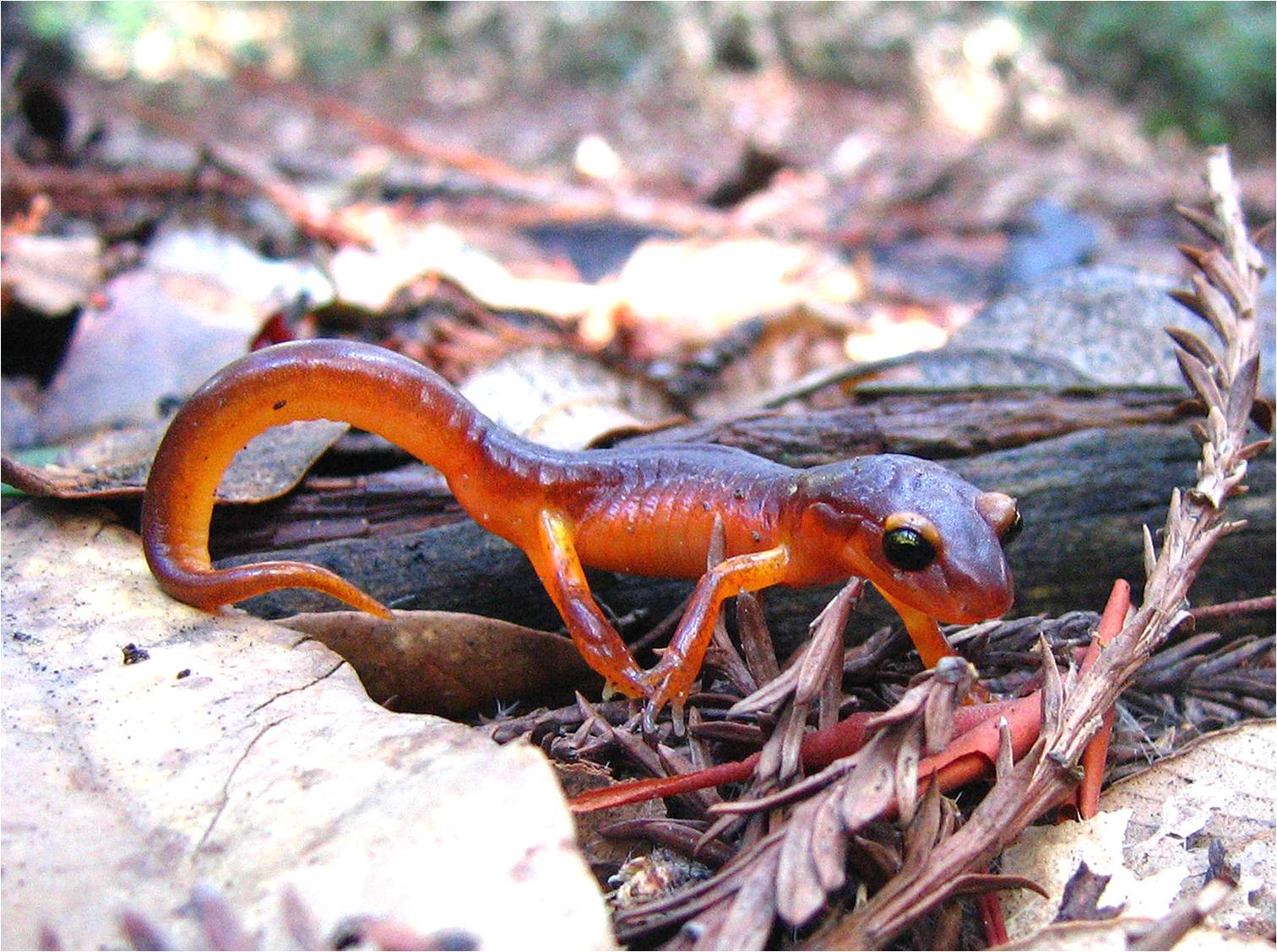 Why do Salamanders Breathe Through Their Skin?